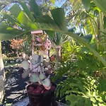 Daita 2 Daita 3 格拉纳迪利亚-德阿沃纳