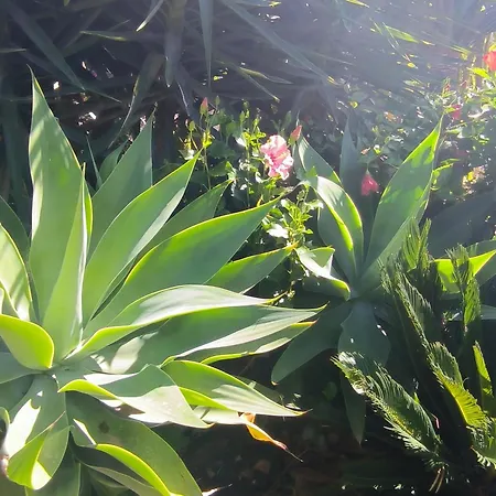 Daita 2 Daita 3 Appartement Granadilla De Abona